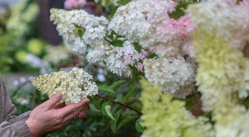 Агроном рассказала о правилах подкормки гортензий серой для яркости соцветий