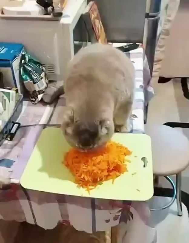 � ��� � ���� ��������. ������� ���������� � ������ �� ������