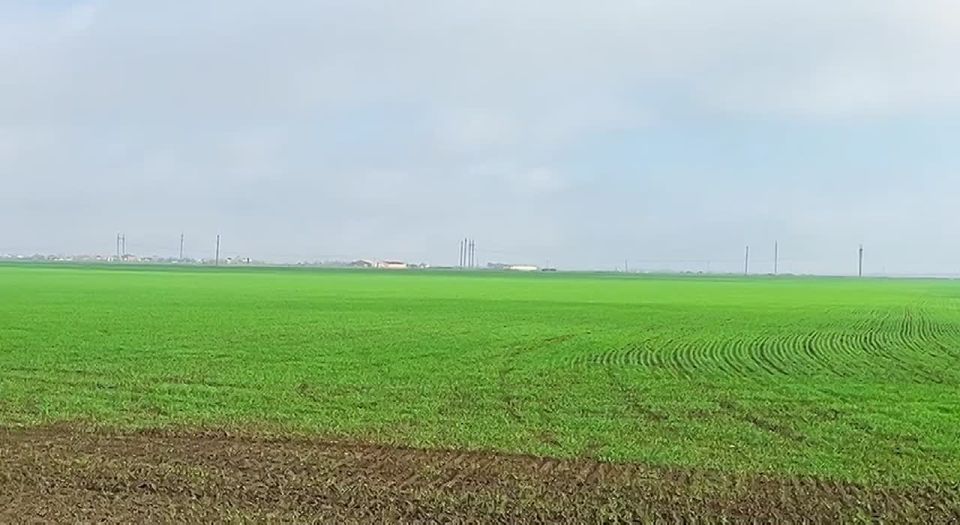 Доброе утро! Поля Мелитопольского муниципального округа радуют глаз — озимые культуры покрыли землю яркой зеленью, напоминая о том, что труд земледельцев приносит жизнь и надежду