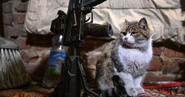 Кот Маркиз помогает российским бойцам замечать приближение дронов ВСУ