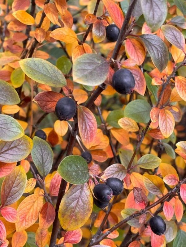 Друзья!. Середина рабочей недели подошла к завершению! Мирного и спокойного вечера всем нам