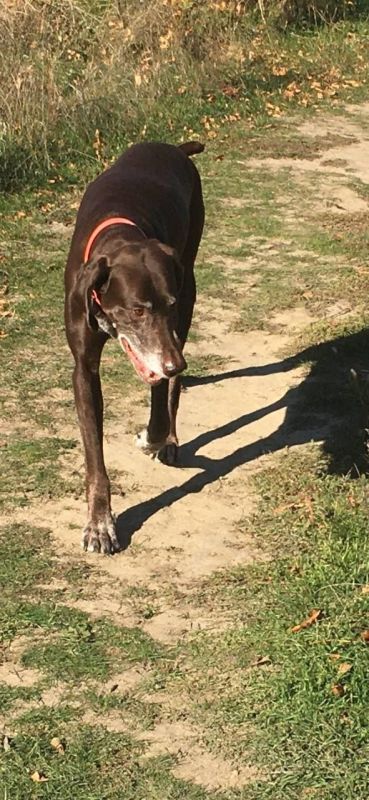 Пропала собака. Пес возрастной