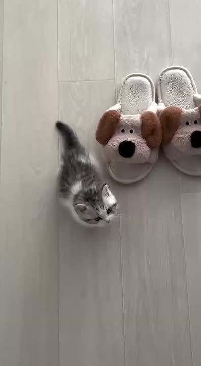   .       ?      Telegram      