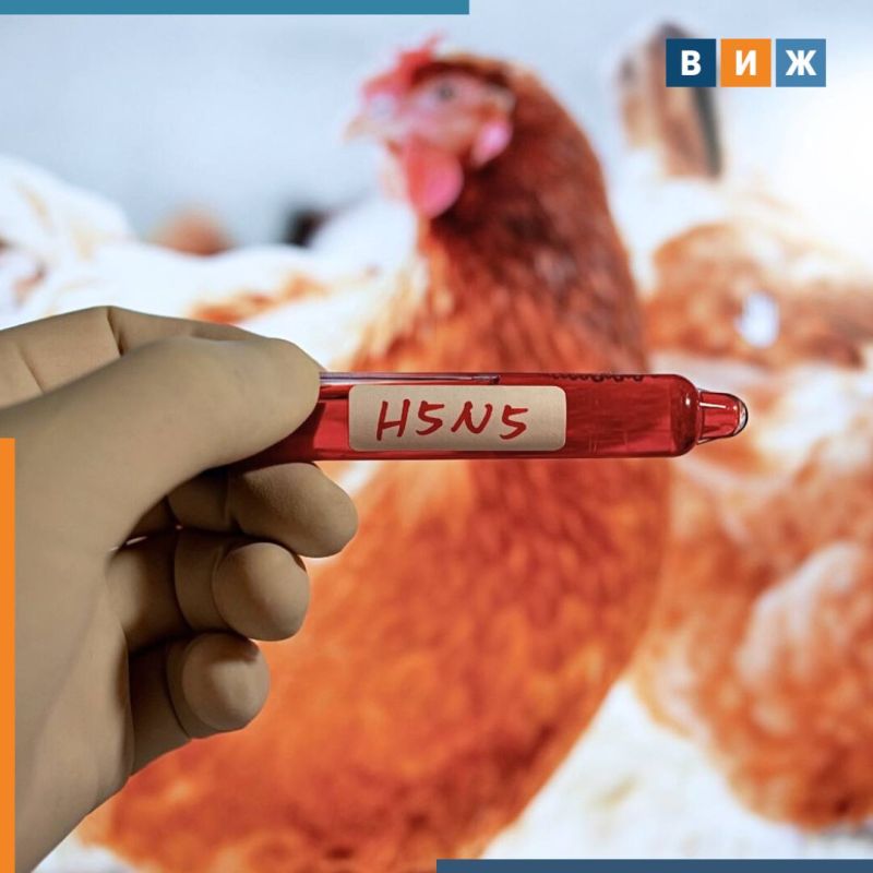 ����� ���� H5N5 ������� � ���� ������� � ��������