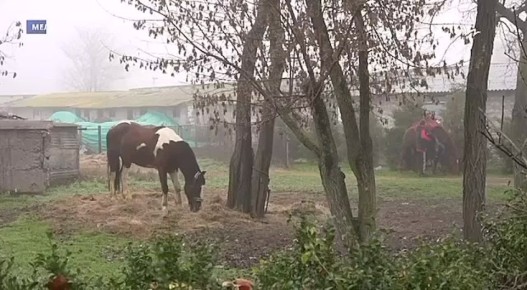 Воспитанники Мелитопольского центра социально-психологической реабилитации посетили конноспортивный клуб «Аллюр»