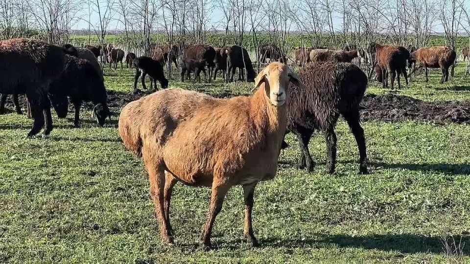 Андрей Сигута: Хозяйство в селе Вознесеновка: «великаны» среди овец