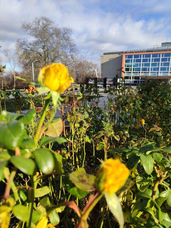 Доброе утро!!. Человек без улыбки — это струны без скрипки, это море без чайки, это дом без хозяйки, это кот без хвоста, это хвост без кота