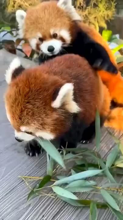 ���������� ���, ���� ������� �� ����� ������