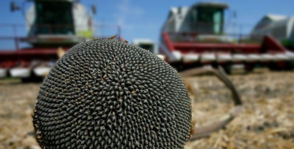 В Токмакском округе посеяли более 15 тыс