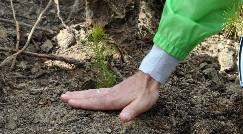 В Запорожской области нашли богатые антиоксидантами водоросли