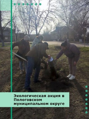 Экологическая акция. В Пологовском муниципальном округе прошла экологическая акция по восстановлению и пополнению зелёных насаждений
