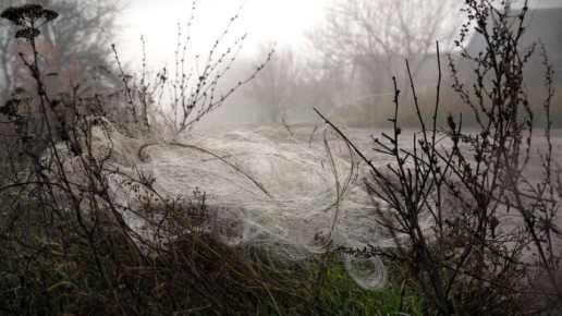Оптоволокно от FPV-дронов на окраинах Гуляйполя