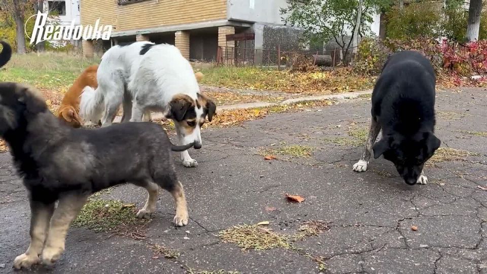 «Люди побросали их, а нам надо кормить» — как жители Красногоровки в ДНР помогают питомцам, оставшимся без хозяев