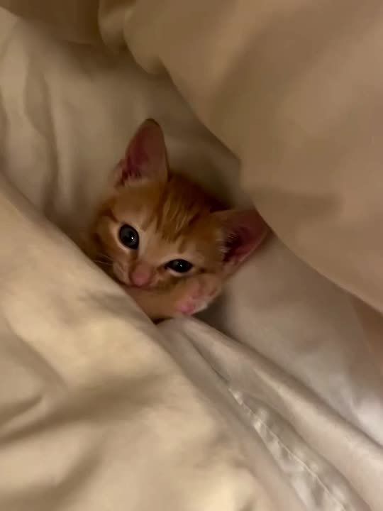 Вот и вечер. На работе хорошо — а в теплой кроватке лучше