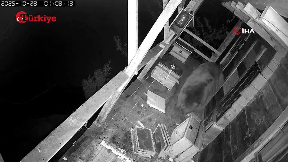 Турецкий Винни Пух попал на видео