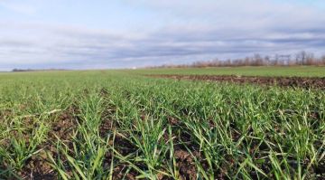 В Запорожской области перевыполнили план по севу озимых культур
