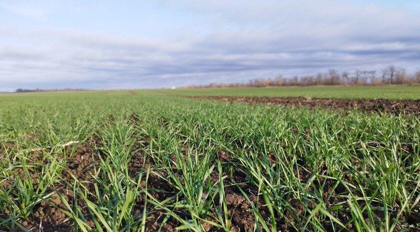 В Запорожской области перевыполнили план по севу озимых культур