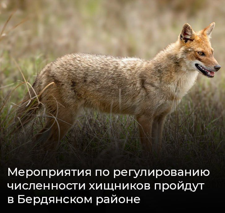 Мероприятия по регулированию численности хищников пройдут в Бердянском районе