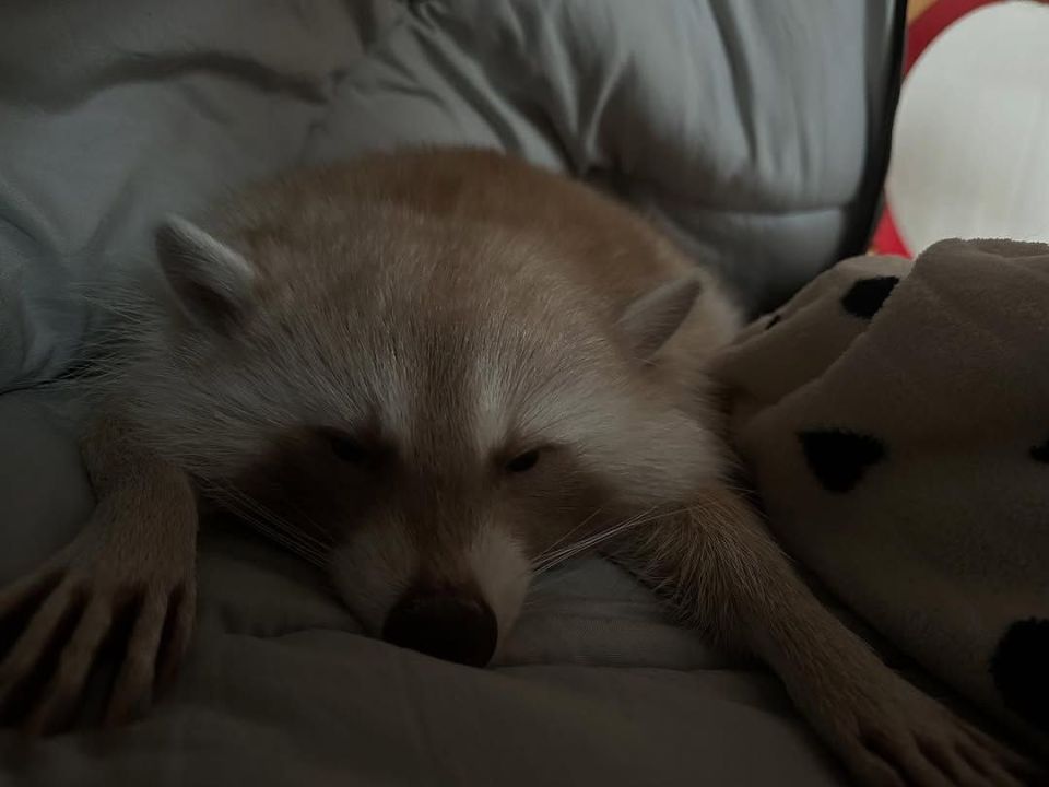 Доброй ночи, дорогие подписчики! Доброй ночи, Запорожье!