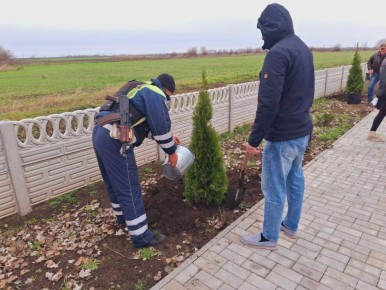 В преддверии Дня Героев Отечества сотрудники Госавтоинспекции и школьники высадили туи
