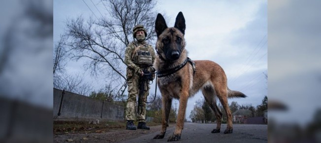 Росгвардейцы за месяц изъяли более 50 кг взрывчатки в Запорожской и Херсонской областях за месяц