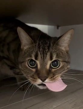 Сытно начинаем эту среду. А вы завтракаете по утрам? Подписывайтесь на Запорожский вестник в MAX, Telegram и ВКонтакте и делитесь с близкими