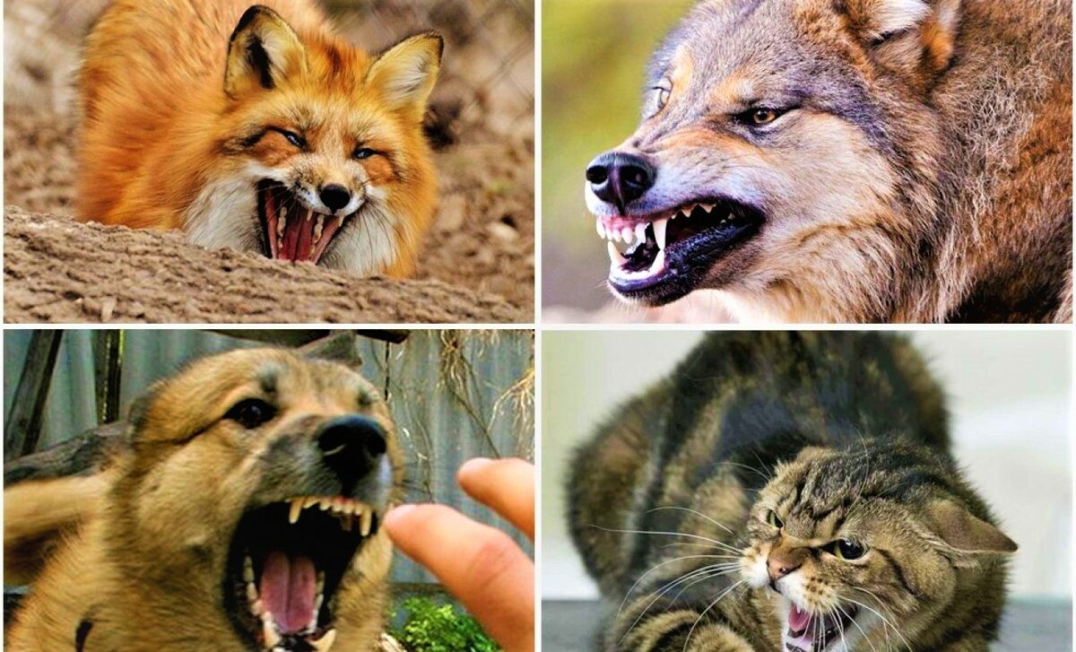 В соответствии с действующими Ветеринарными правилами, восприимчивые животные, за исключением диких восприимчивых животных, покусавшие людей и (или) животных, в течение 12 часов после покусов подлежат доставке их владельцем...