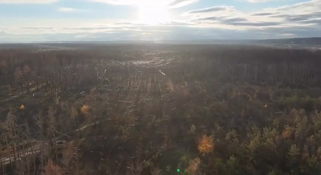 Лес на Купянском направлении заваленный использованным оптоволокном