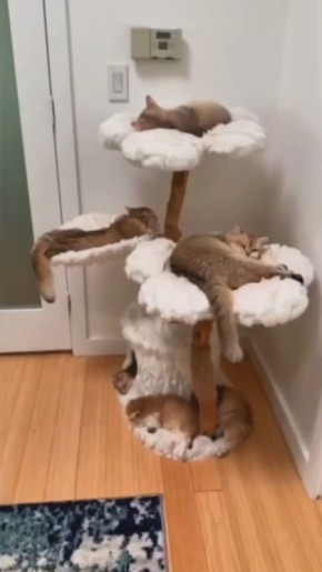   .       ?      MAX, Telegram      