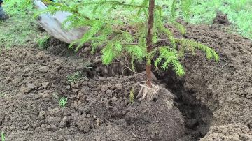 Александр Трудоношин: Приняли участие в очень хорошей международной акции «Сад Памяти»