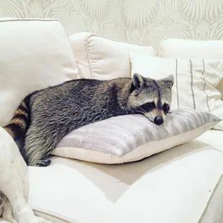 Доброй ночи, дорогие подписчики! Доброй ночи, Запорожье!