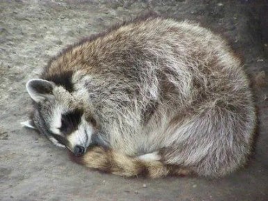 Доброй ночи, дорогие подписчики! Доброй ночи, Запорожье!