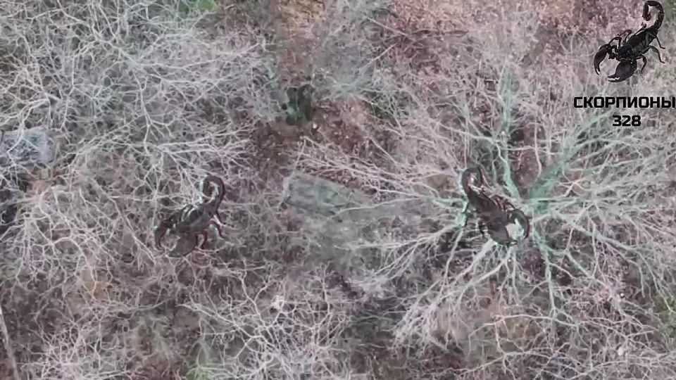 Расчеты FPV десантников продолжают уничтожать бандеровцев на Ореховском направлении