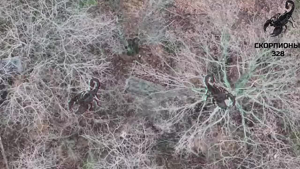 Расчеты FPV десантников продолжают уничтожать бандеровцев на Ореховском направлении