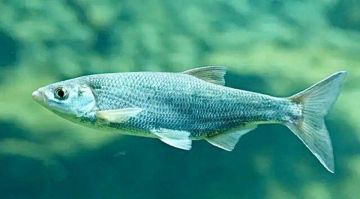 В России планируют начать промышленный вылов азово-черноморской шемаи