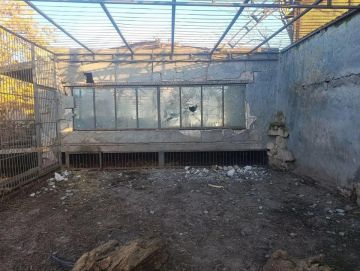 Раненый при ударе ВСУ по зоопарку в Васильевке лев погиб