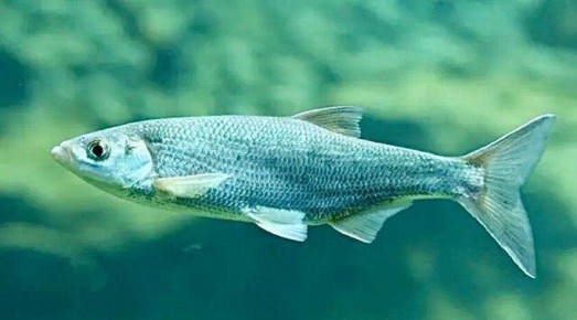 В России планируют начать промышленный вылов азово-черноморской шемаи