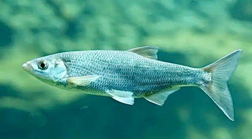 В России планируют начать промышленный вылов азово-черноморской шемаи