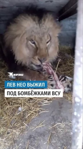 ���� ����������, �� ��� ���: ���������� ����� ��� ��� ��� �������� � ����