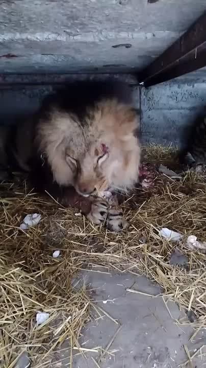 ������� ��������: ��� �������� ����� ���� ���, ������� ��������� � ���������� ���������������� ����� �� ������������ ����� ������������ ������ ��������