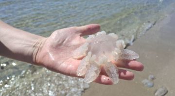 ������ � �������� ���� ������������ � ��������