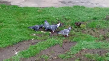 � ������ ����������� �����! ����� ���� ����� ������� ��� �������� �������� � �������