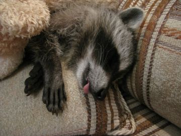 ������ ����, ������� ����������! ������ ����, ���������!