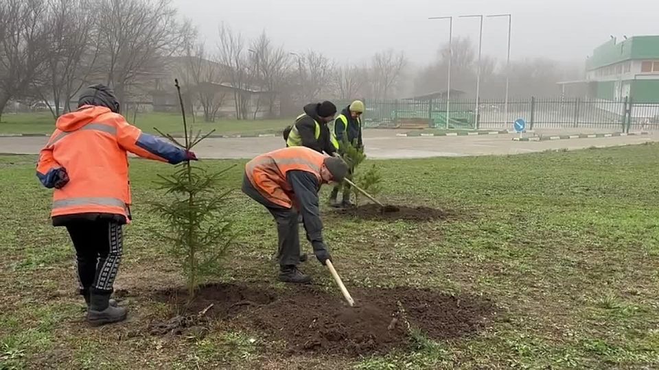 В рамках международной акции «Сад памяти» и Всероссийской акции «Сохраним лес» в Васильевском муниципальном округе высадили порядка 80 молодых деревьев