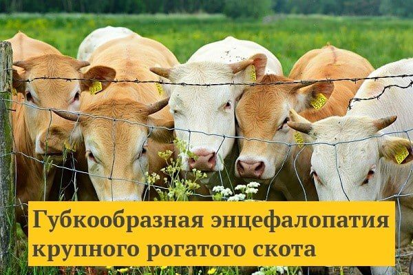 ���������� ����������� ����������� ������� ����������� � ��������������� ���������� �������������� ���������������� ����������� �� ���������� � ���������� �������� �������� ����� ������ ���� �������������, �����������...