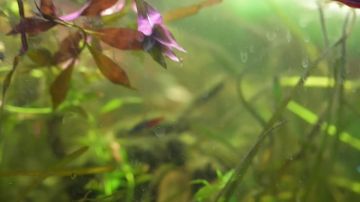 �������� � �������� ��� ������