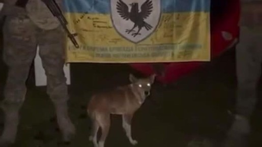 ���������. ����������� �����������