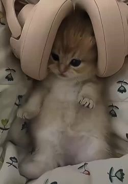 �������� ���������. ���������� � ���������� ������ �� ��� ������� ���