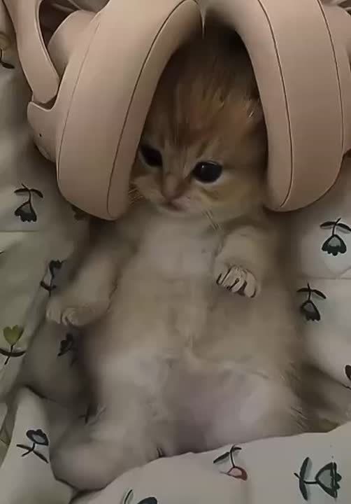 �������� ���������. ���������� � ���������� ������ �� ��� ������� ���