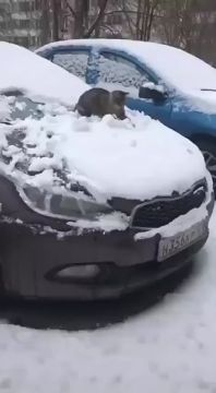 ��������� ������� ����������� � ���� ����